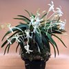 Neofinetia falcata Zuiun 瑞雲